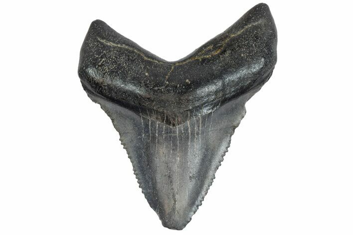 Serrated, Juvenile Megalodon Tooth - South Carolina #183092